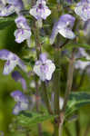 Hairy skullcap